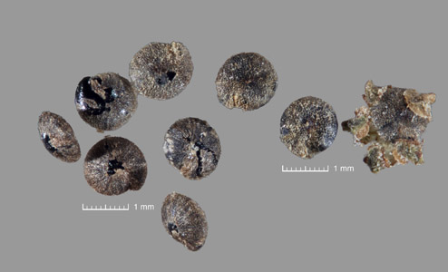 Seeds of CAS 637629 2